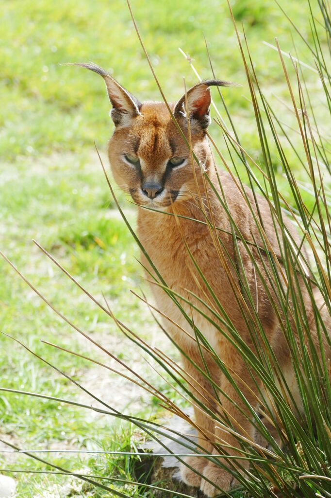 caracal