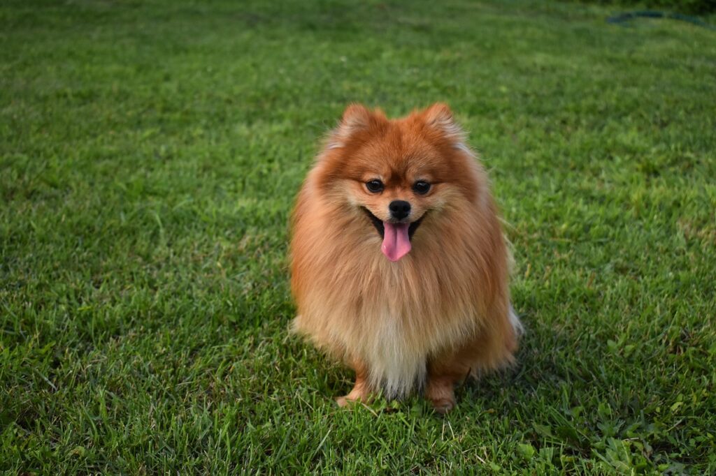 Top 8 popular dogs in the world