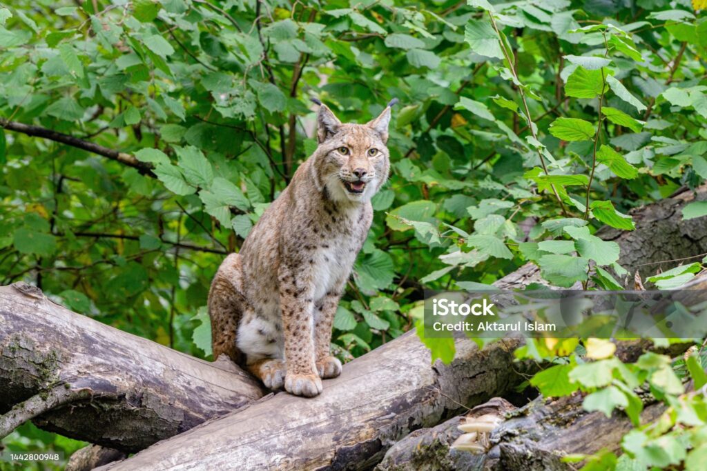 Lynx