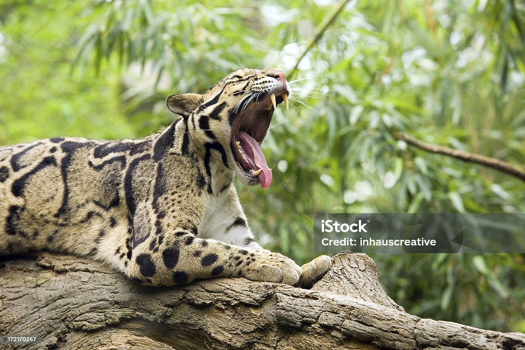 Clouded Leopard