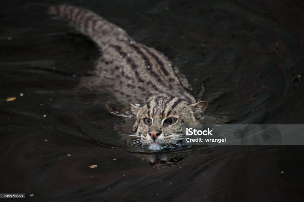 Fishing Cat