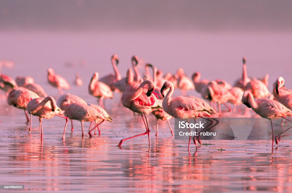 Flamingo