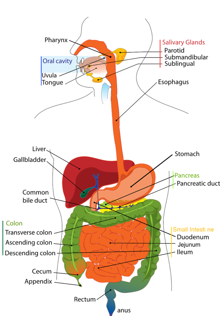 Human digestive system